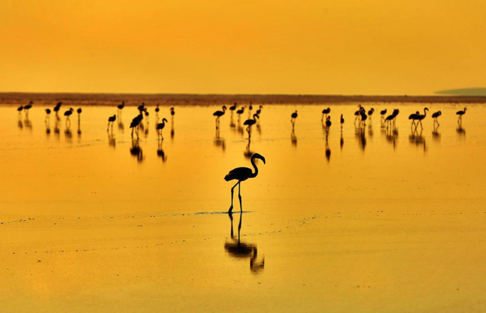 Tuz Gölü'nün Misafir Flamingoları Görsel Şölen Oluşturdu